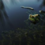 Understanding How Gold IRA Companies Operate: A Deep Dive