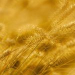 Understanding Taxes and Withdrawals in a Gold IRA Account