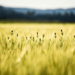 The Advantages of the Best Gold IRA for Diversifying Your Portfolio