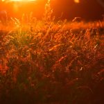 Top Gold IRA Companies to Consider for Your Investment Strategy