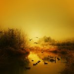 Exploring the Reputation of Gold IRA Companies in the Market