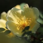 Building a Strong Retirement Strategy with the Best Gold IRA