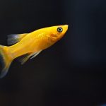 Step-by-Step Instructions for Setting Up a Gold IRA Account