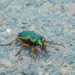 How to Choose Gold IRA Companies That Align with Your Financial Goals