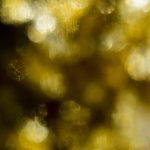 The Ultimate Guide to the Best Gold IRA Companies Today