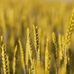 The Impact of Gold IRA Companies on Long-Term Investment Strategies