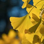 How to Identify the Best Gold IRA Companies for Financial Security