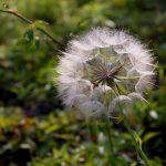 Expert Tips on Selecting the Right Gold IRA Companies