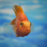 The Best Gold IRA Companies to Secure Your Retirement