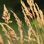 Future Trends in Gold: What to Expect in a Changing Market