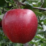 Securing Your Future: The Long-Term Value of a Gold IRA Account