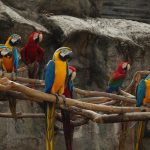 why the best gold IRA companies stand out in the investment landscape