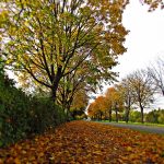 How to Choose from the Best Gold IRA Companies for Your Investment Strategy