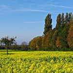 The Role of Gold IRA Accounts in Retirement Planning