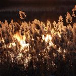 The Future of Investing with Gold IRA Companies