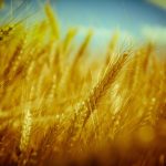 why investing with the best gold IRA companies can enhance your financial strategy