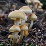 Investing in a Gold IRA: Tips for Beginners and Experts Alike