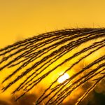 The Impact of Economic Uncertainty on Gold IRA Companies