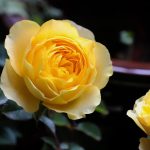 How the Best Gold IRA Can Protect Against Economic Uncertainty