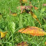 Exploring the Tax Advantages of a Gold IRA for Your Financial Future