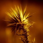 The Best Practices for Dealing with Gold IRA Companies