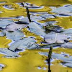 Comparing Services of Leading Gold IRA Companies