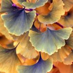 Exploring Tax Benefits with the Best Gold IRA Plans